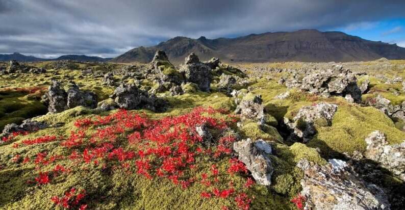 Moss fileds in iceland