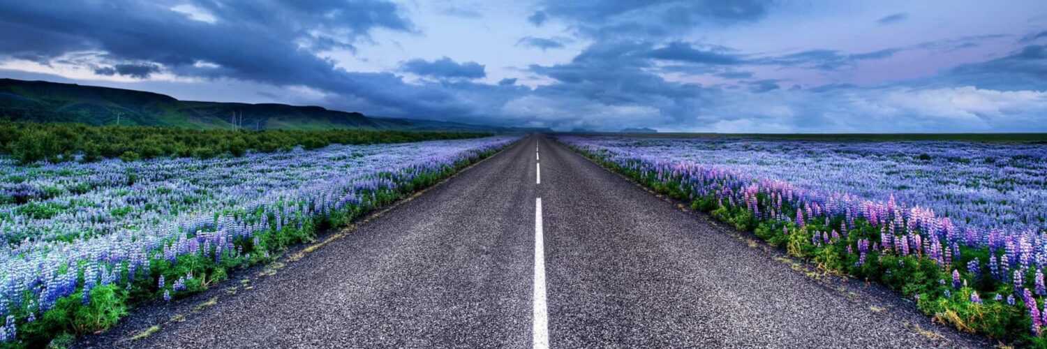 Road in Iceland and Lupin Flowers