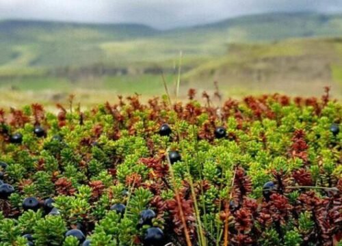 Best Time to Visit Iceland Travel Guide