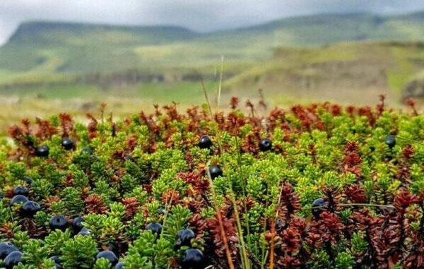 Best Time to Visit Iceland Travel Guide
