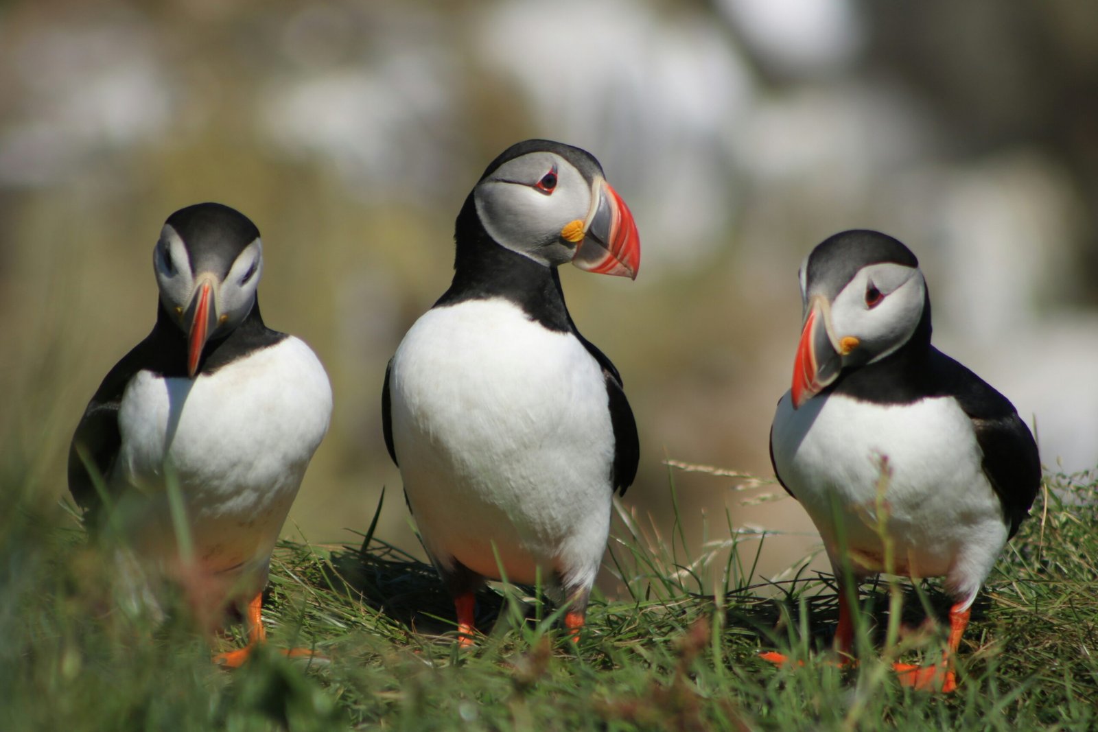Customize Your Trip to Iceland 
